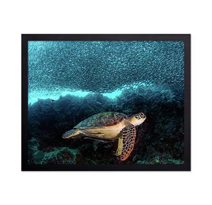 Turtle And Sardines