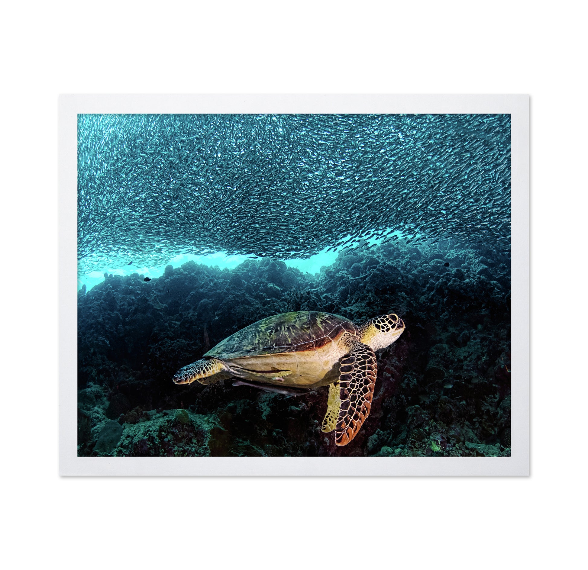 Turtle And Sardines