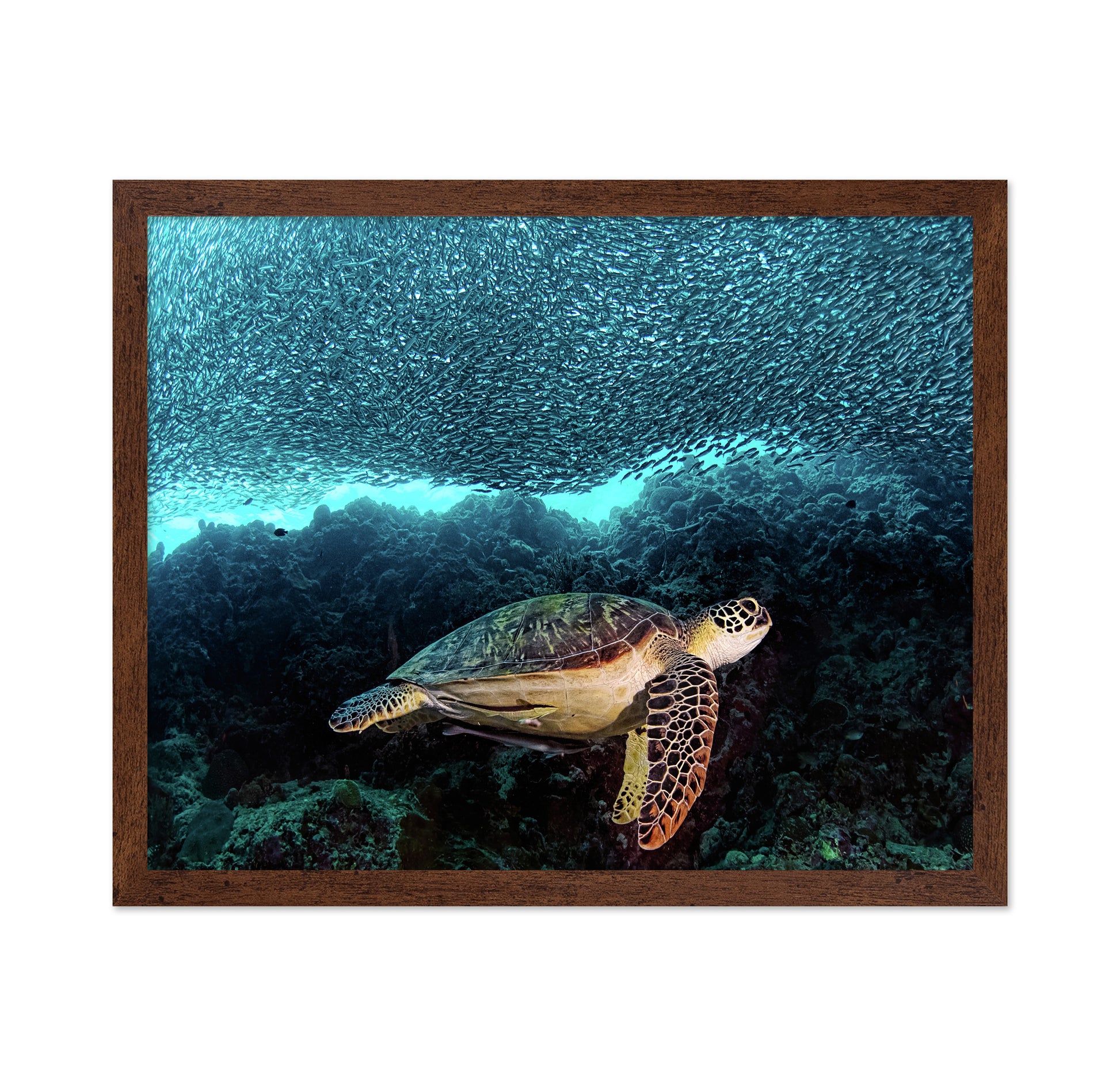 Turtle And Sardines