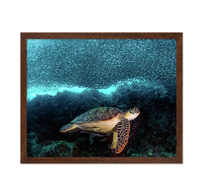 Turtle And Sardines