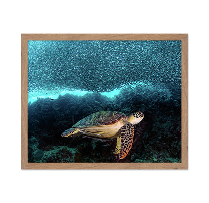 Turtle And Sardines