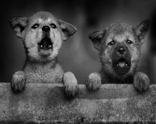 Wolf Puppies