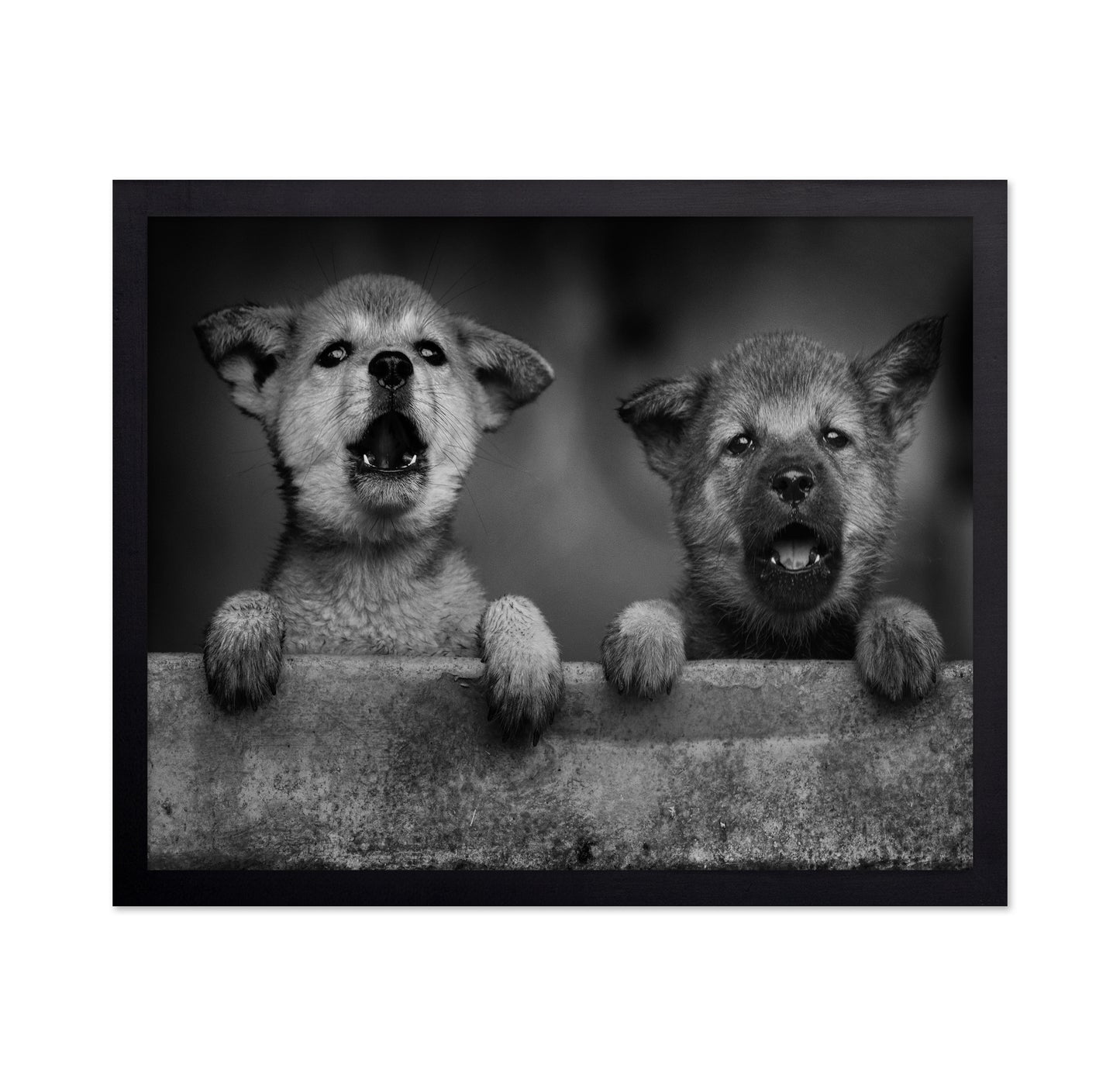 Wolf Puppies