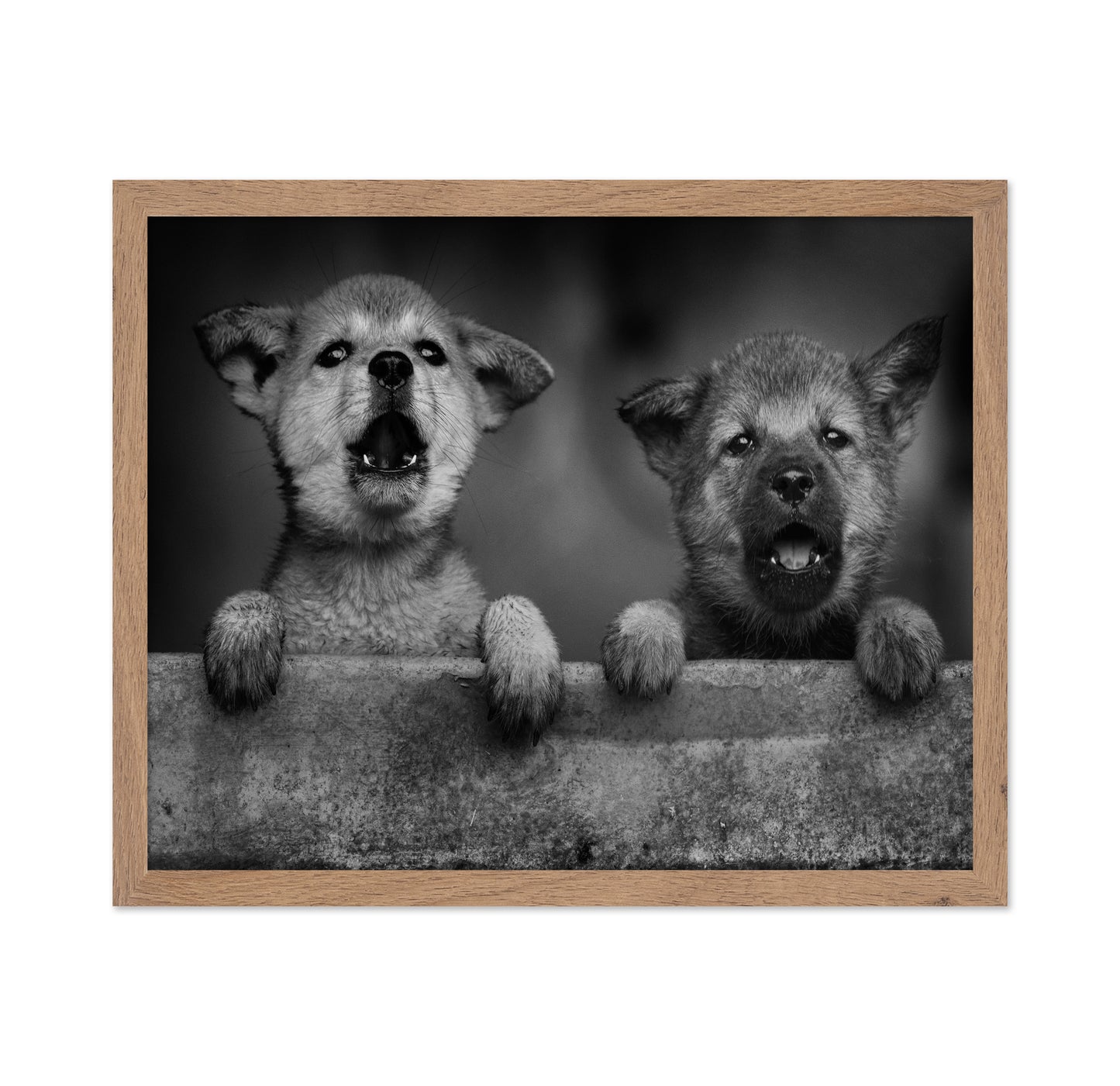 Wolf Puppies