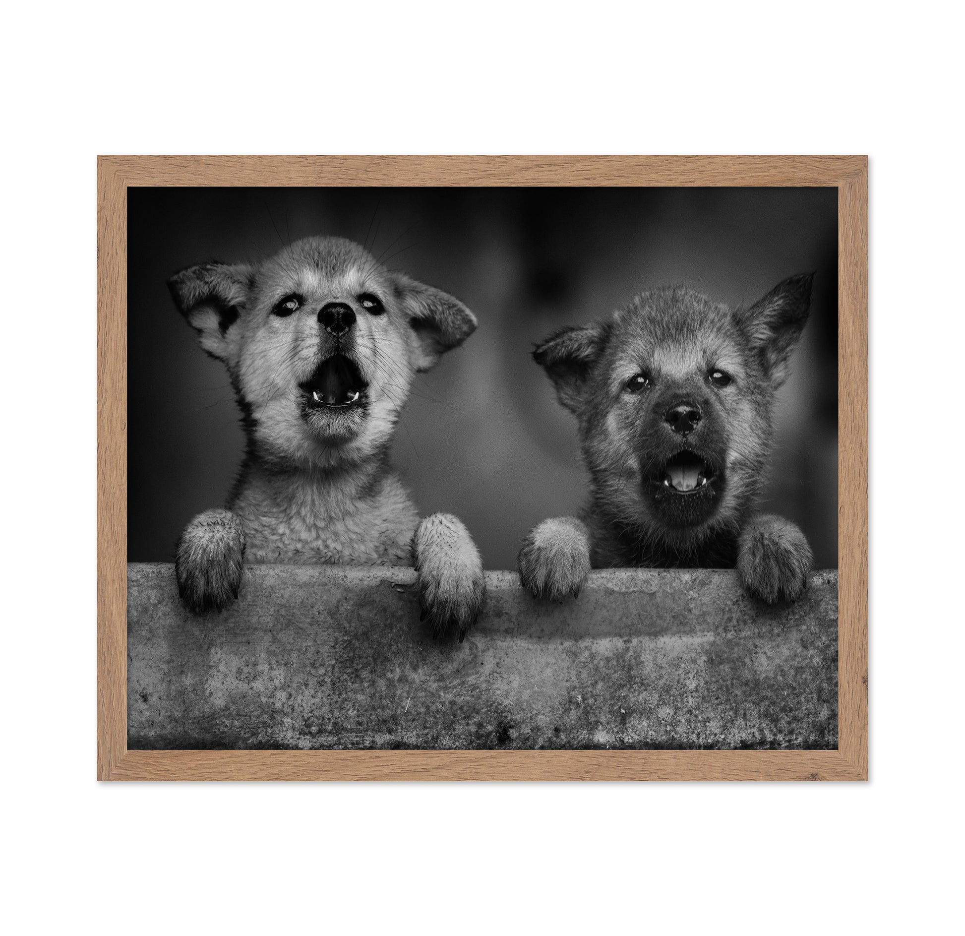 Wolf Puppies