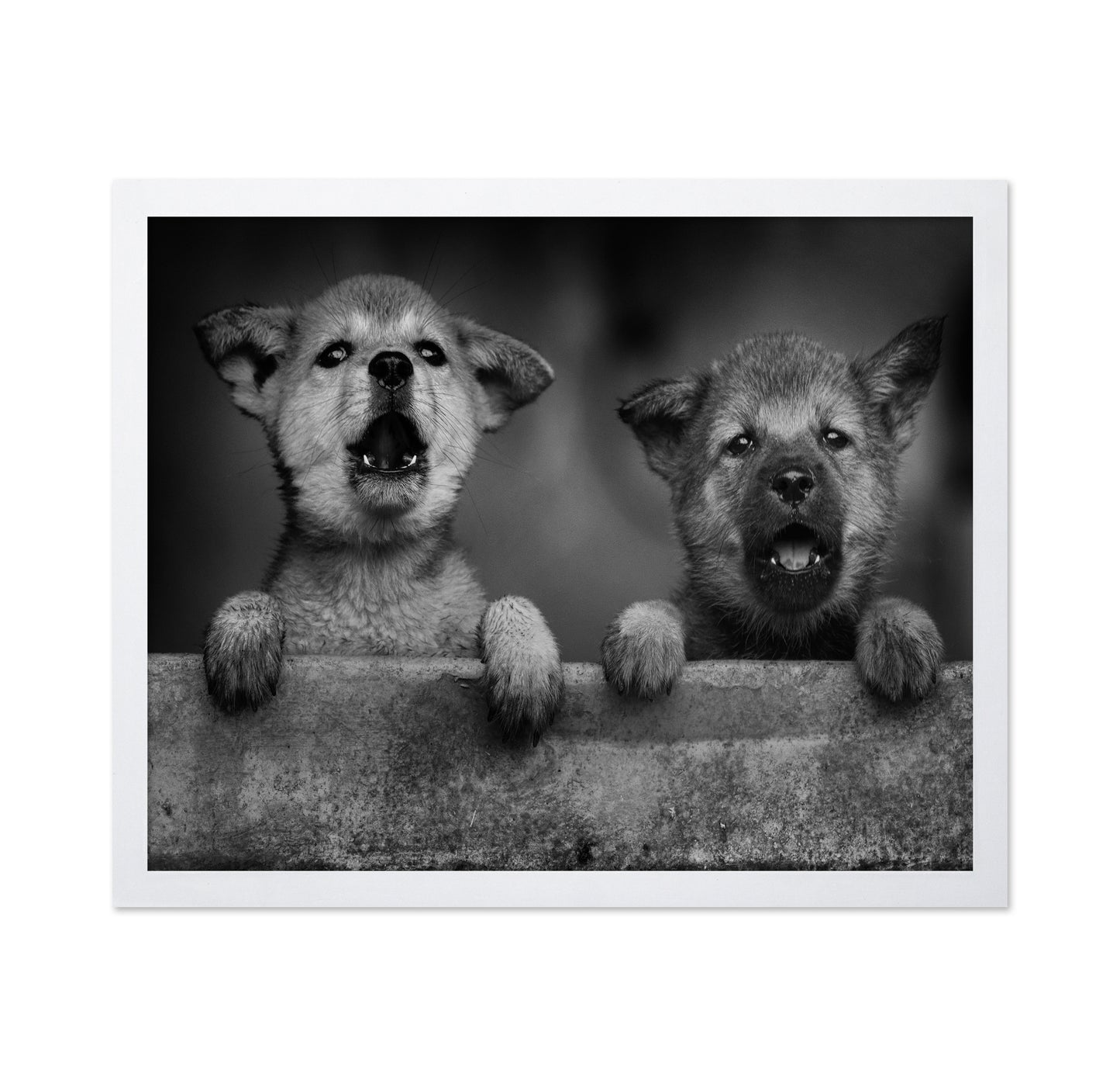 Wolf Puppies