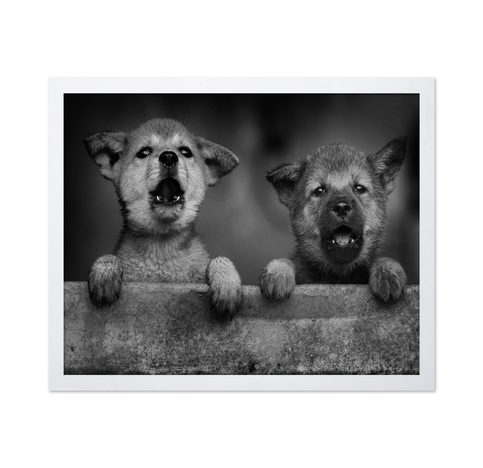 Wolf Puppies
