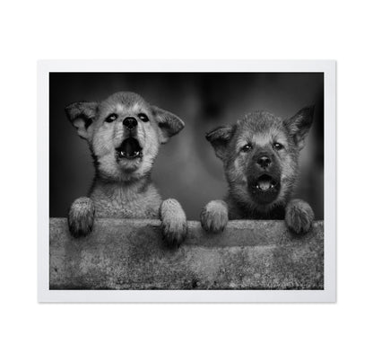 Wolf Puppies