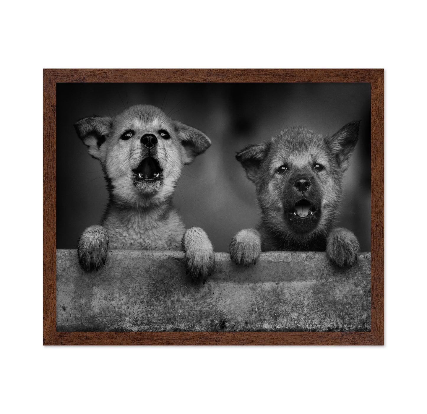 Wolf Puppies