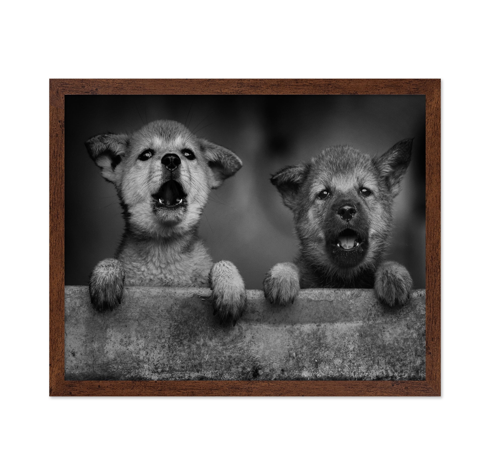 Wolf Puppies