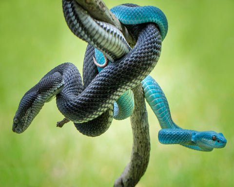 Black And Blue