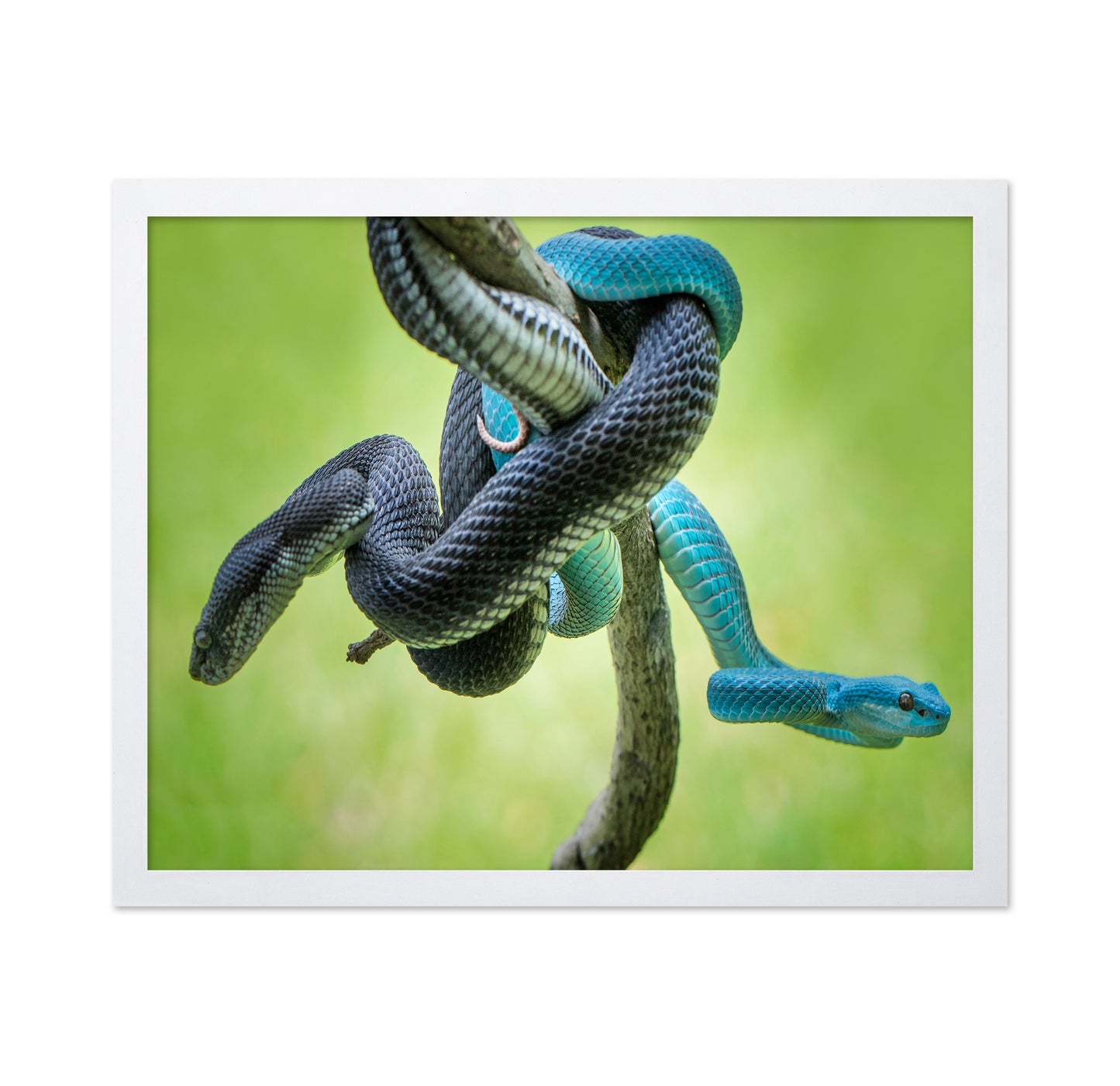 Black And Blue