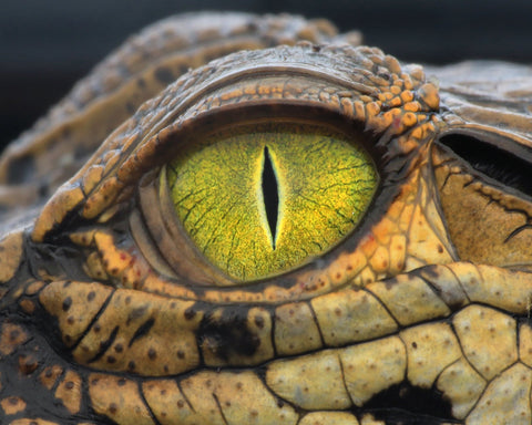 Crocodile's Eye