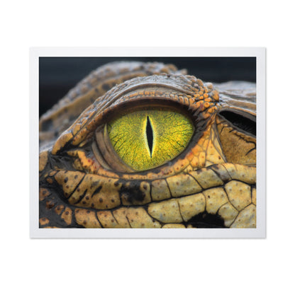 Crocodile's Eye