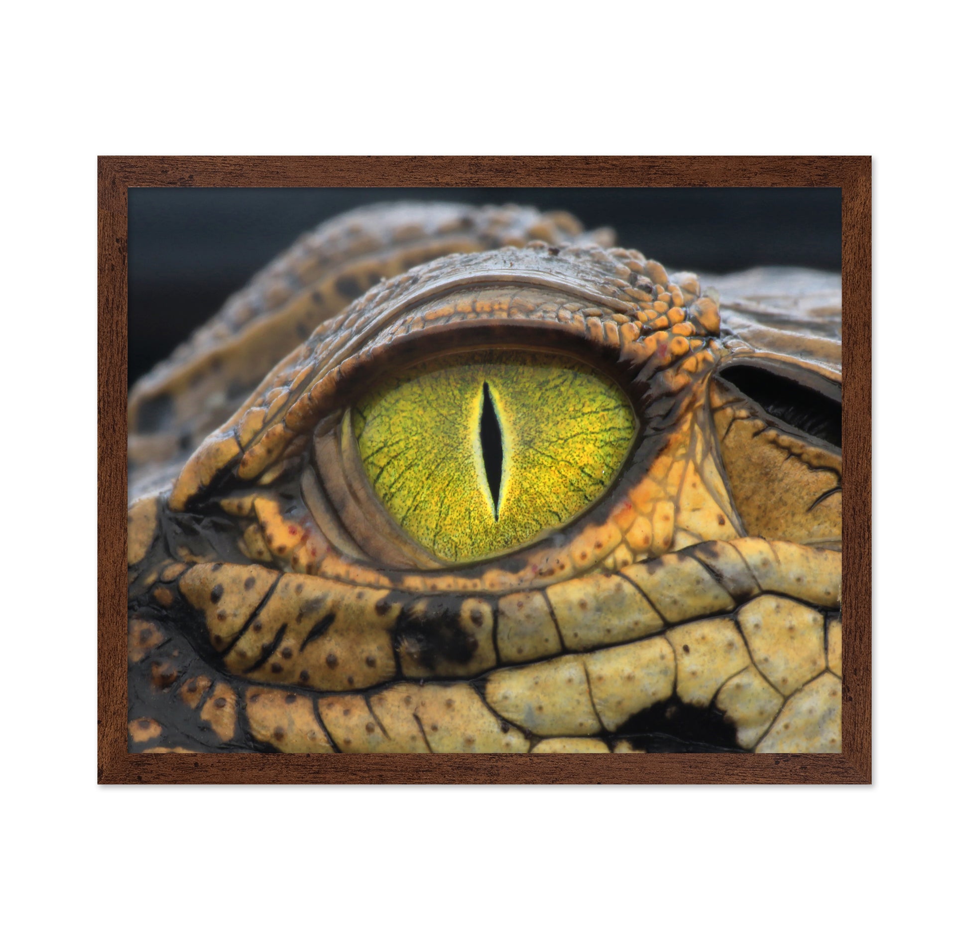 Crocodile's Eye