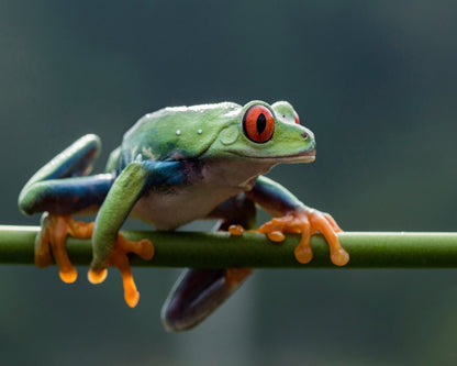 Red Eyed Tree Frog