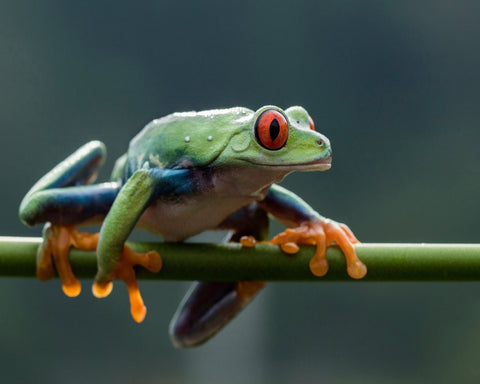 Red Eyed Tree Frog