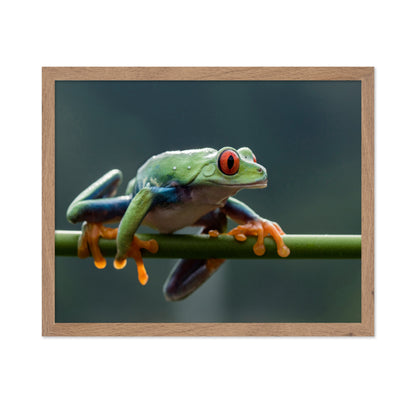 Red Eyed Tree Frog