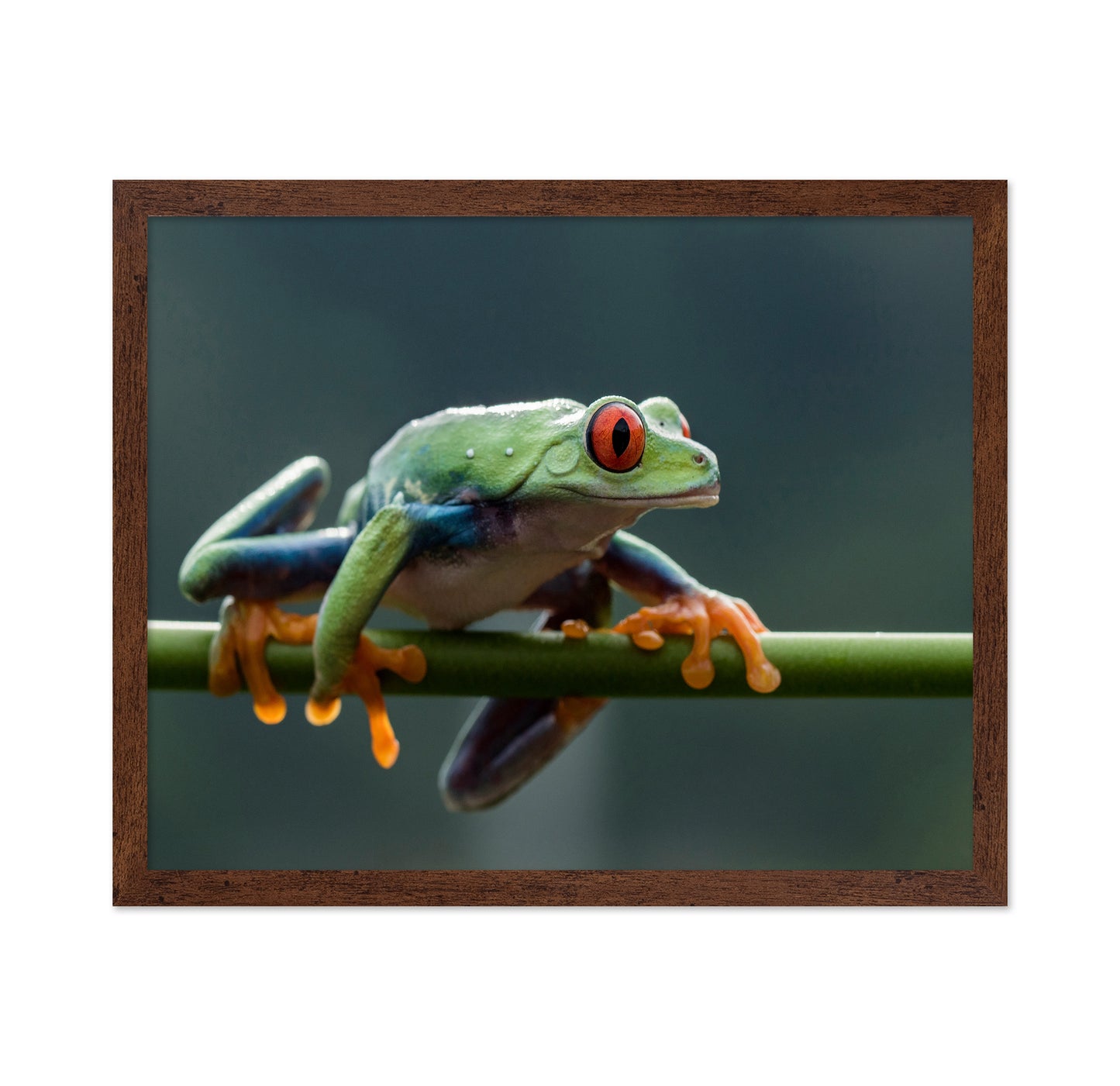 Red Eyed Tree Frog
