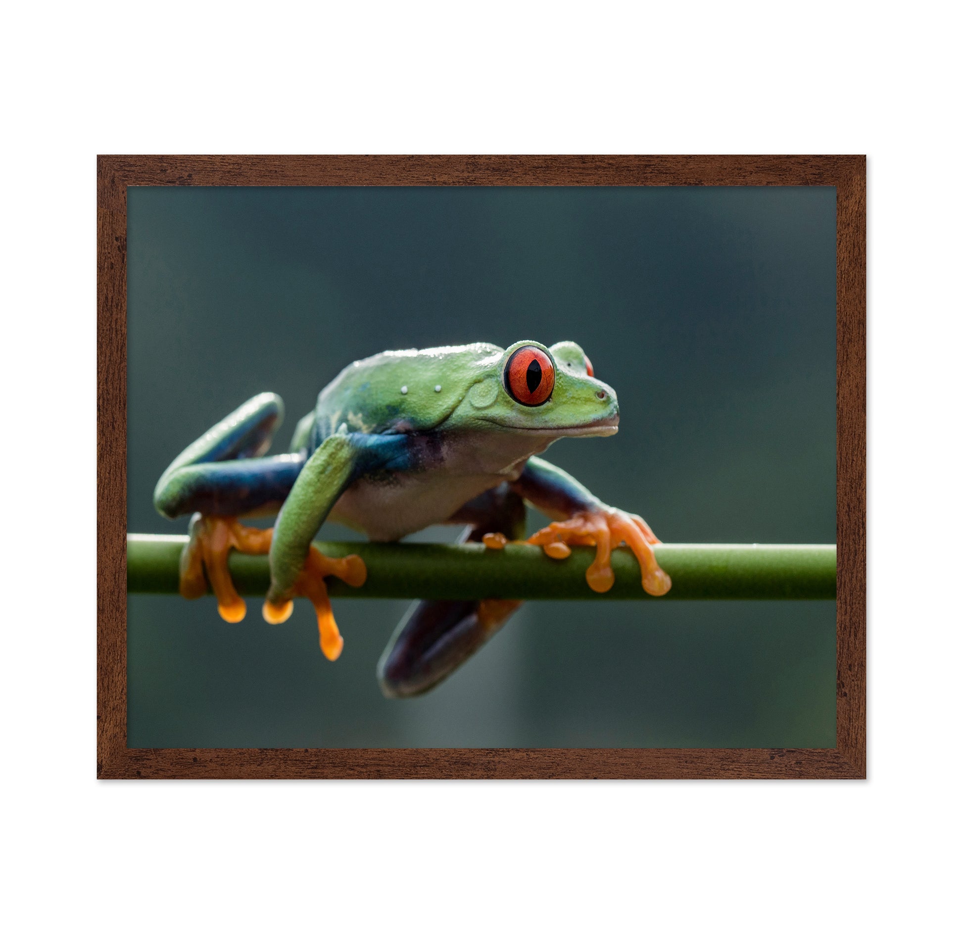 Red Eyed Tree Frog