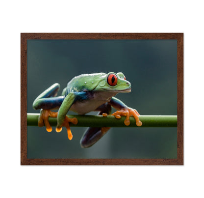 Red Eyed Tree Frog