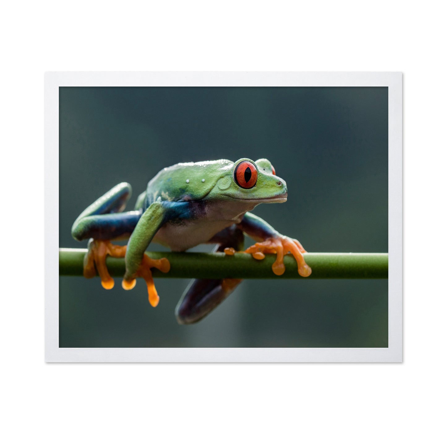 Red Eyed Tree Frog