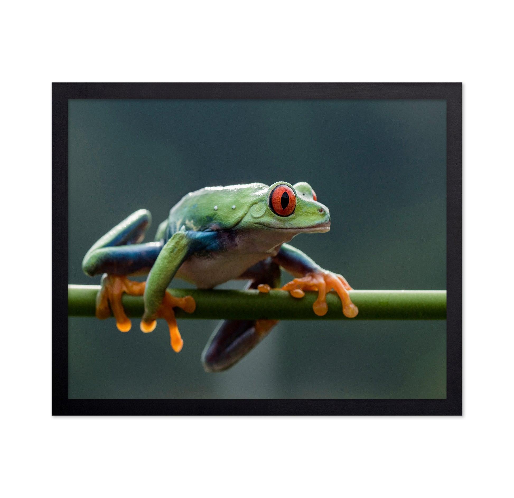 Red Eyed Tree Frog