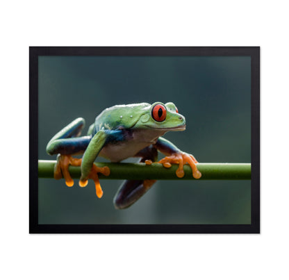 Red Eyed Tree Frog