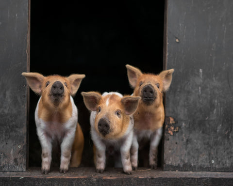 3 Pigs