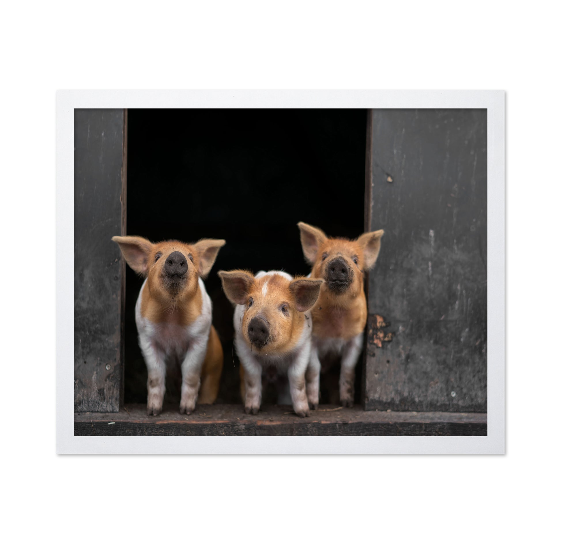 3 Pigs