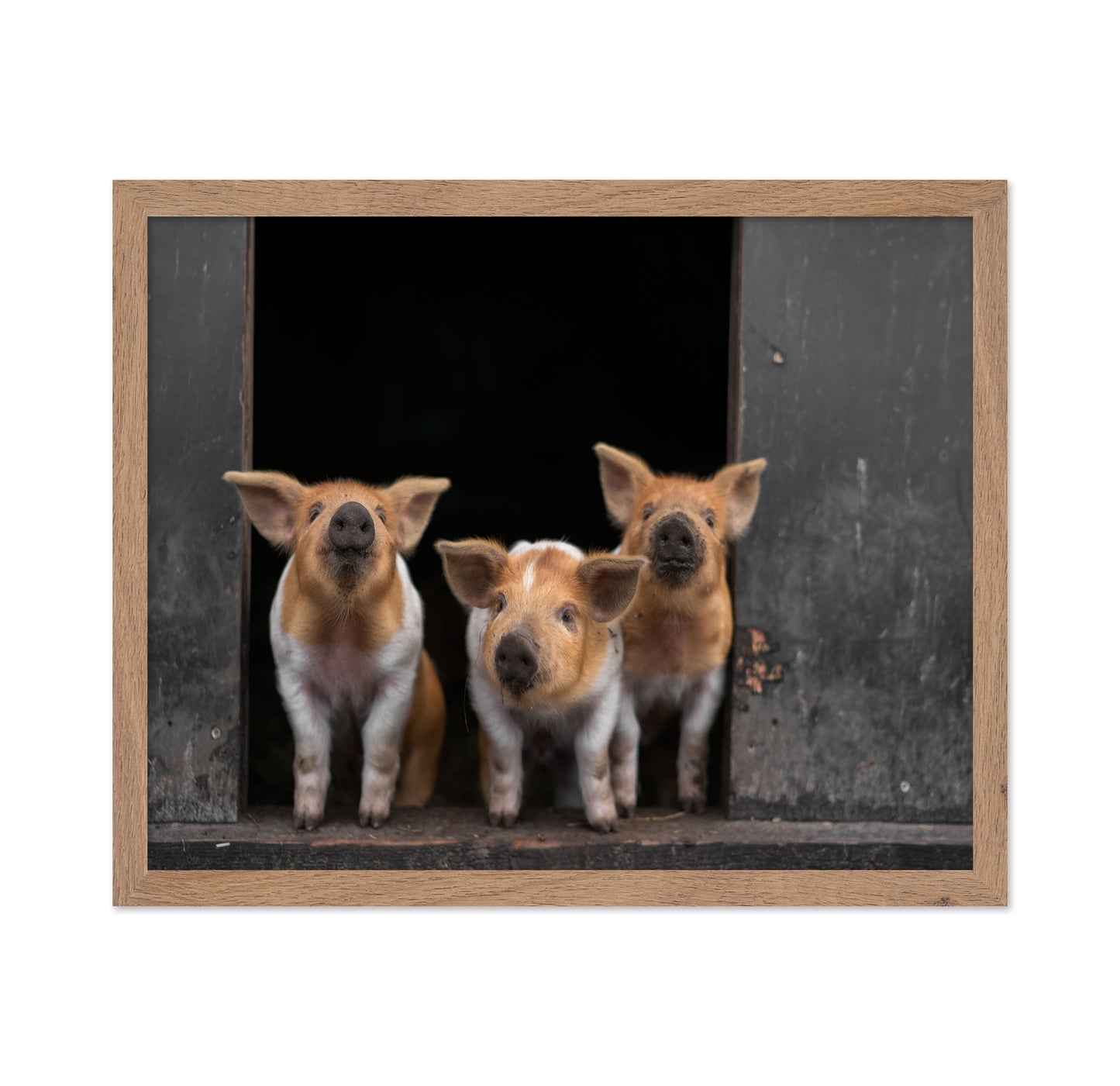 3 Pigs