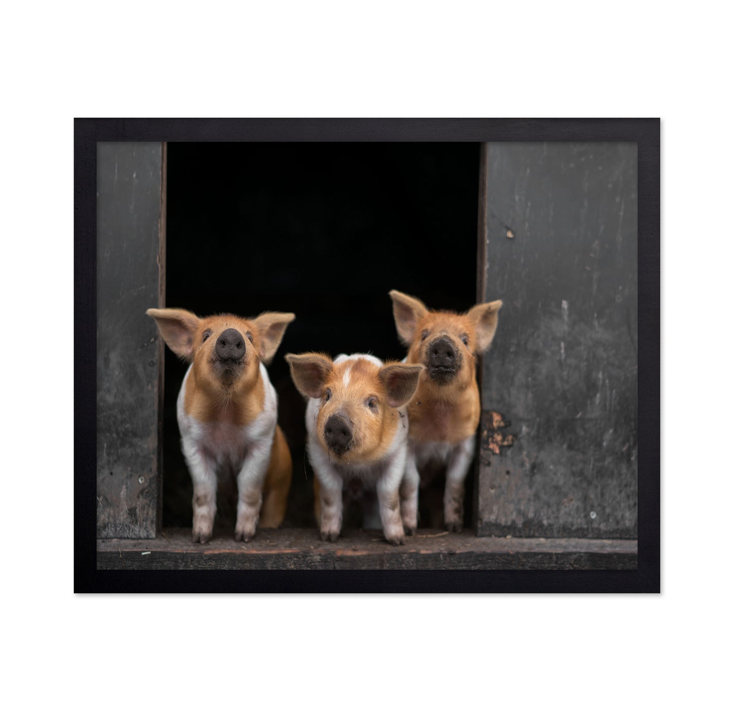 3 Pigs