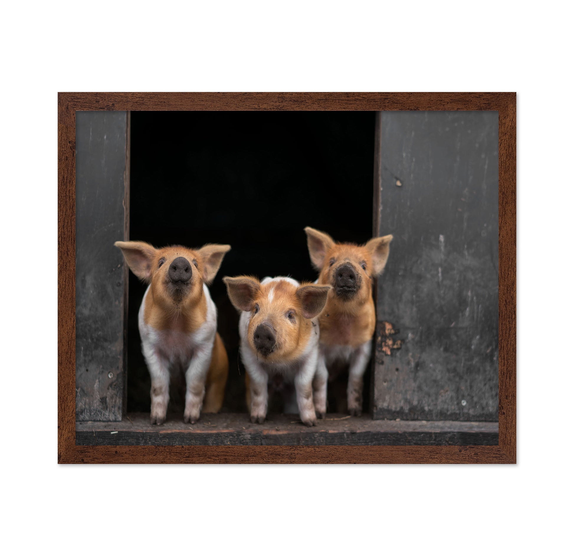 3 Pigs