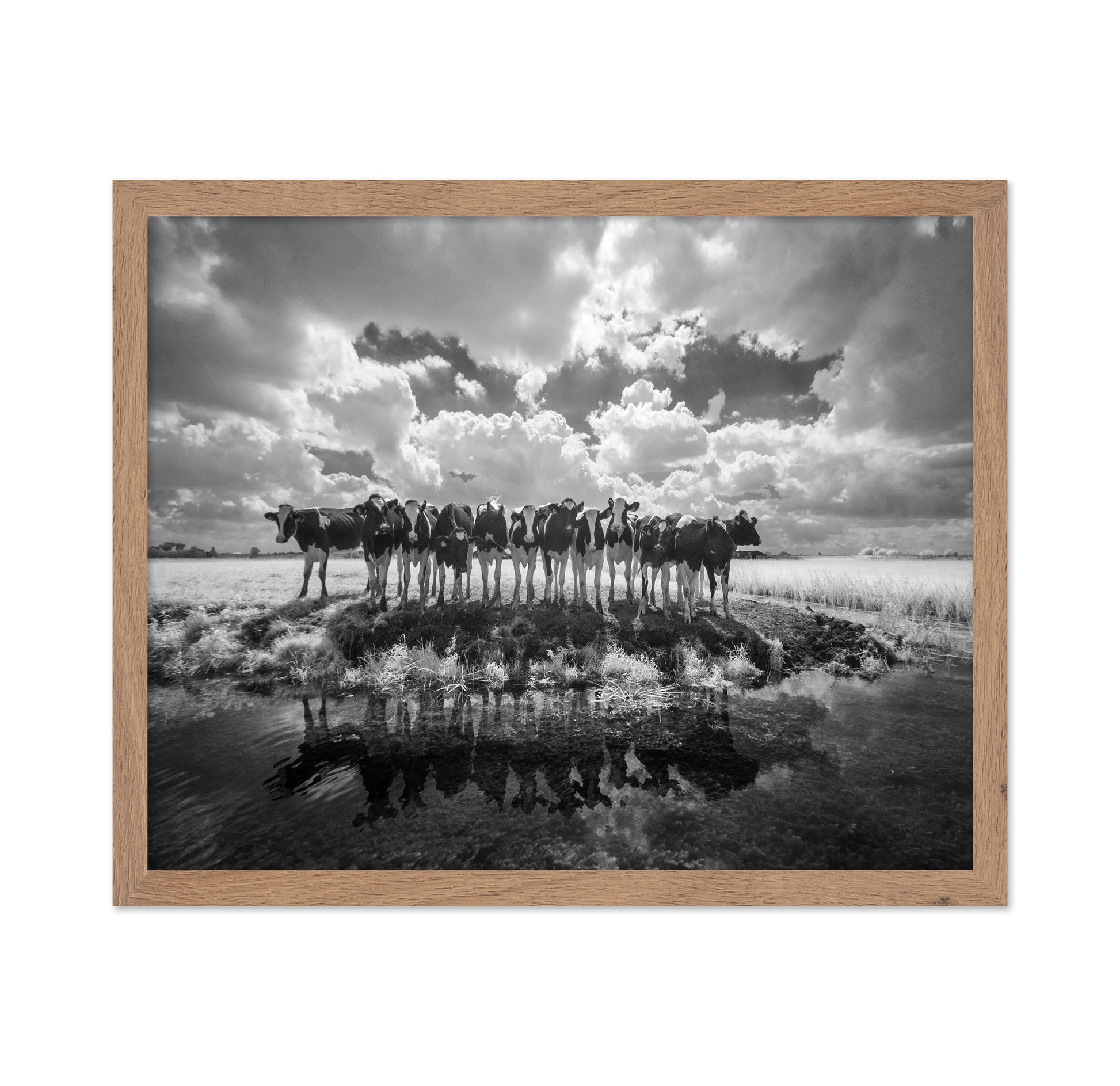 Cows in a Row