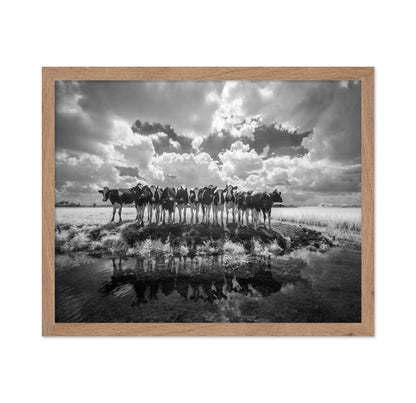 Cows in a Row