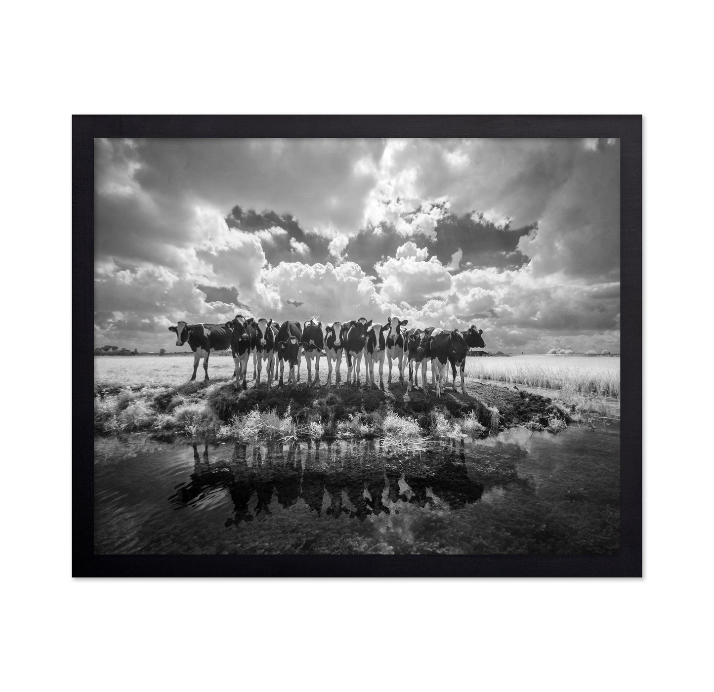Cows in a Row
