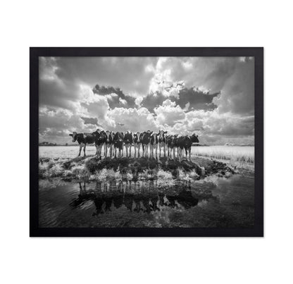 Cows in a Row