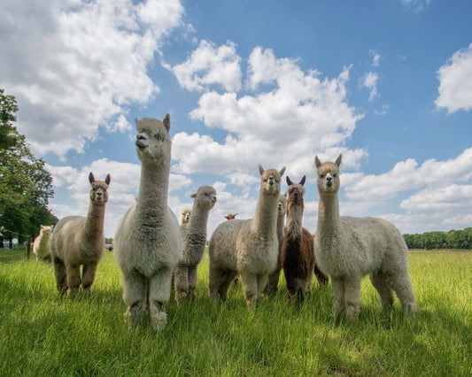 Send In The Alpacas