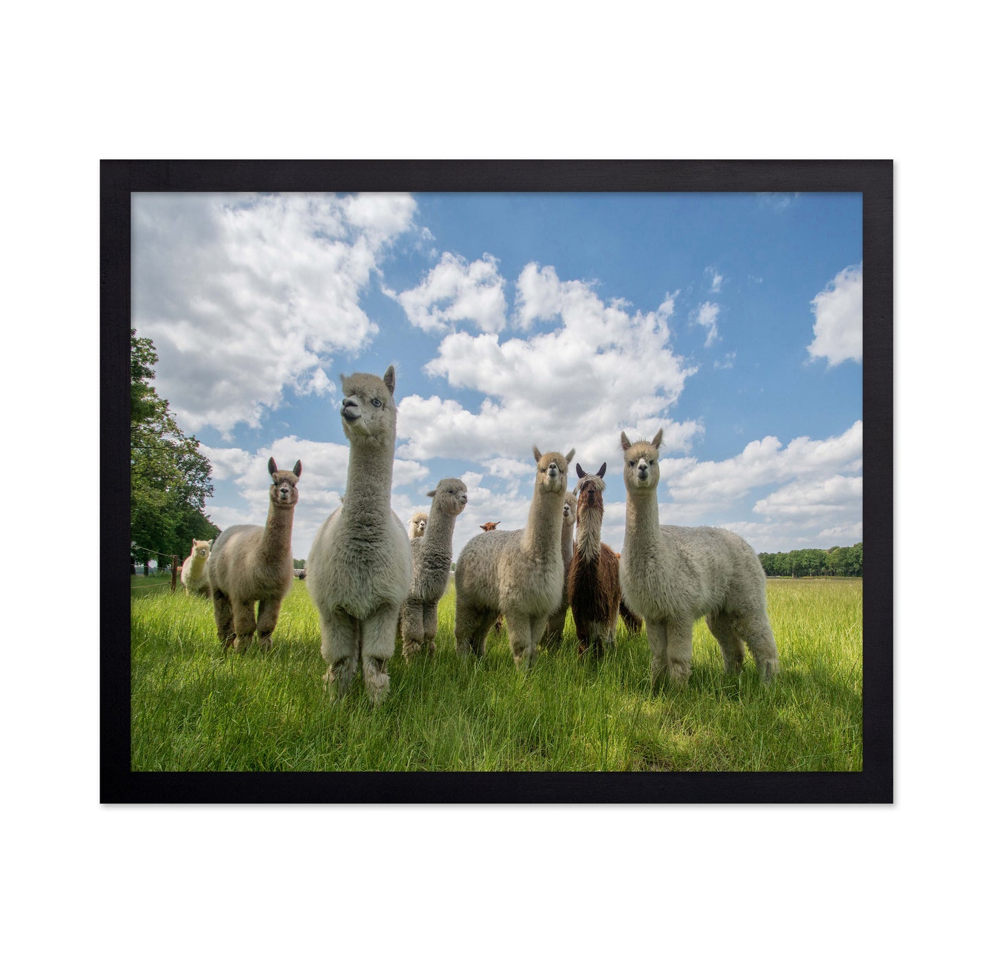 Send In The Alpacas