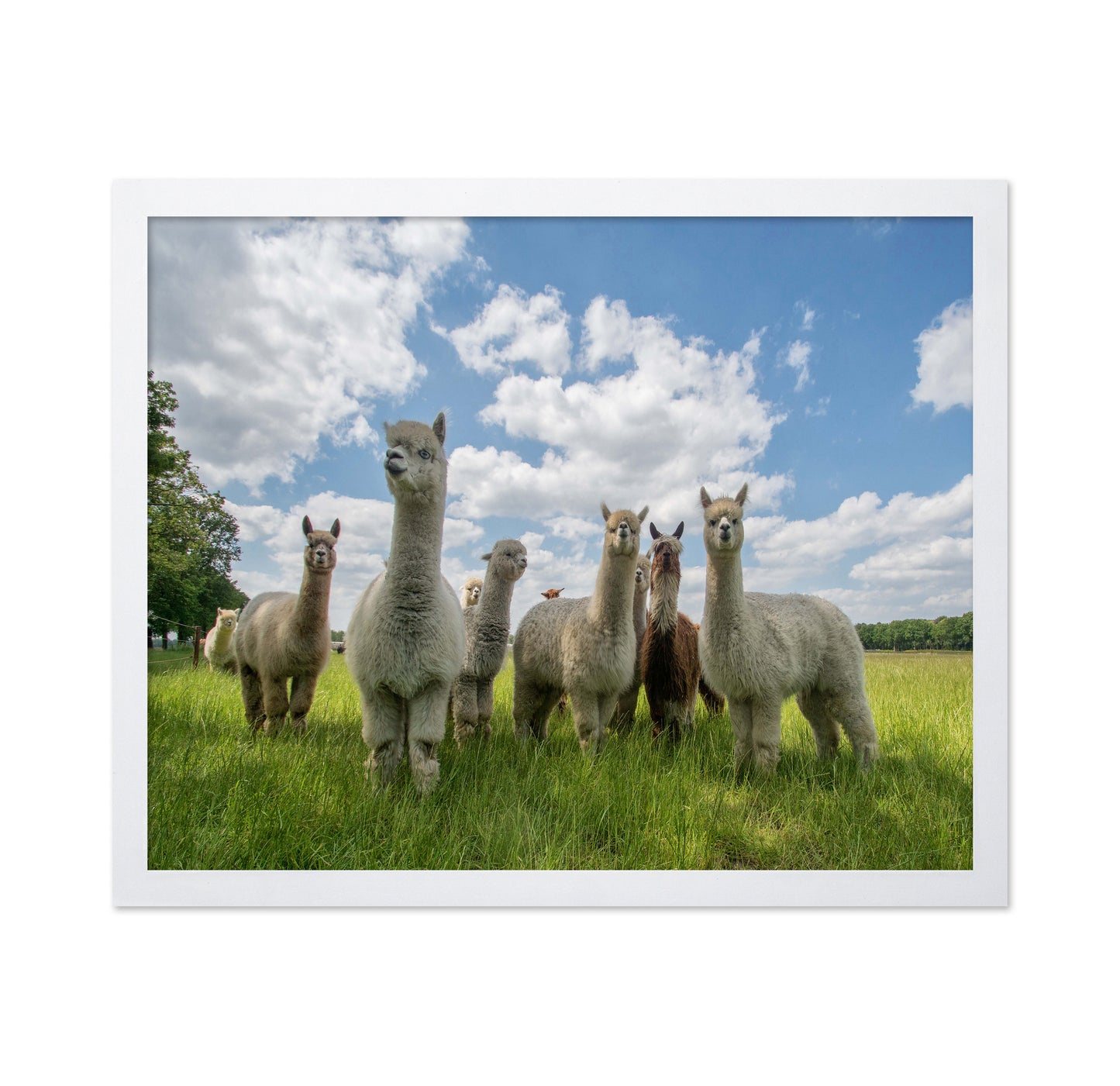 Send In The Alpacas