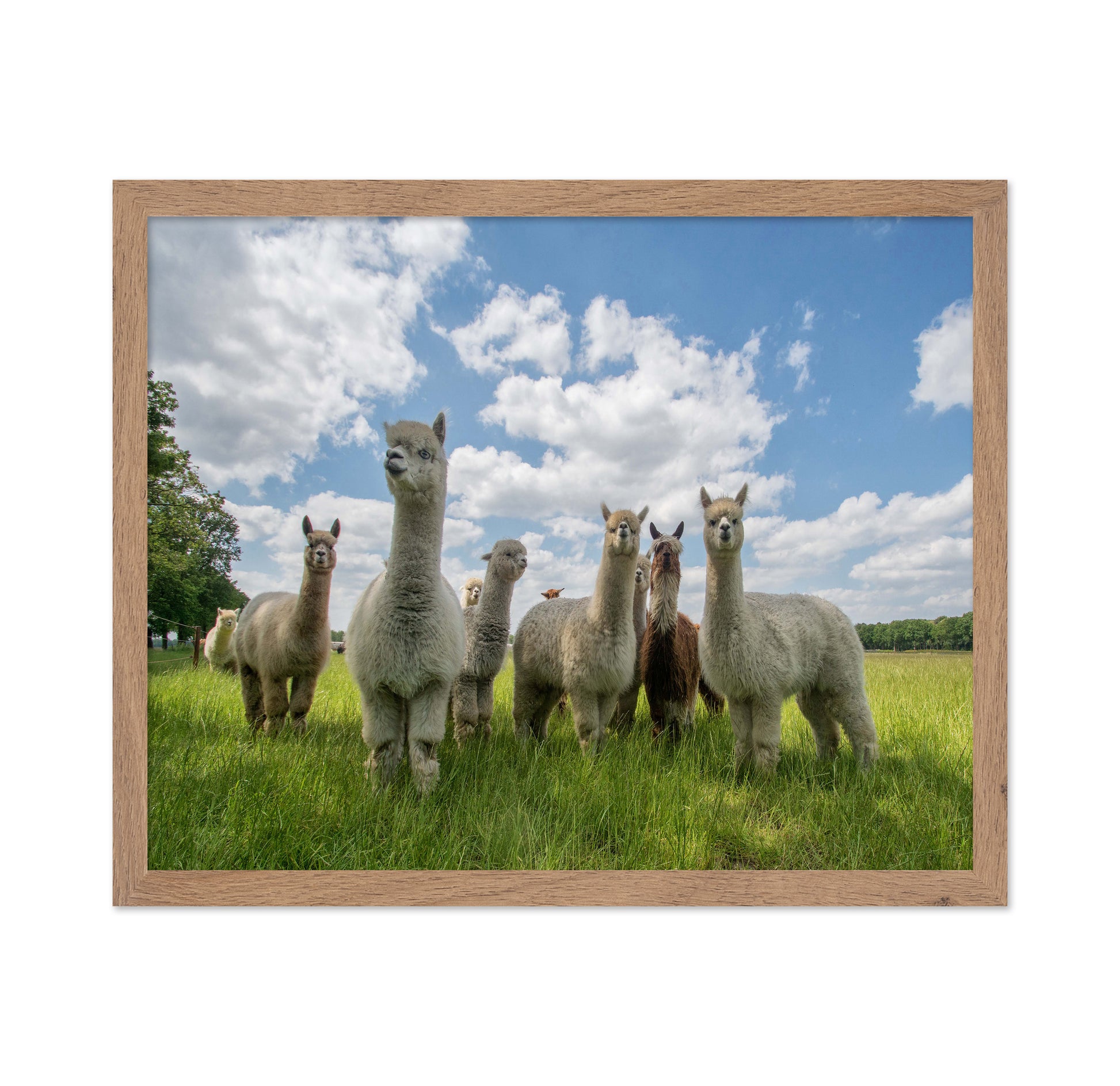 Send In The Alpacas