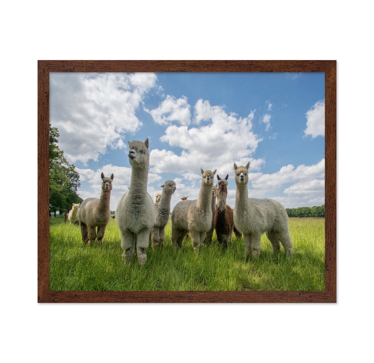 Send In The Alpacas