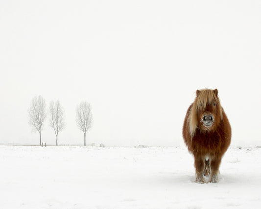 The Cold Pony
