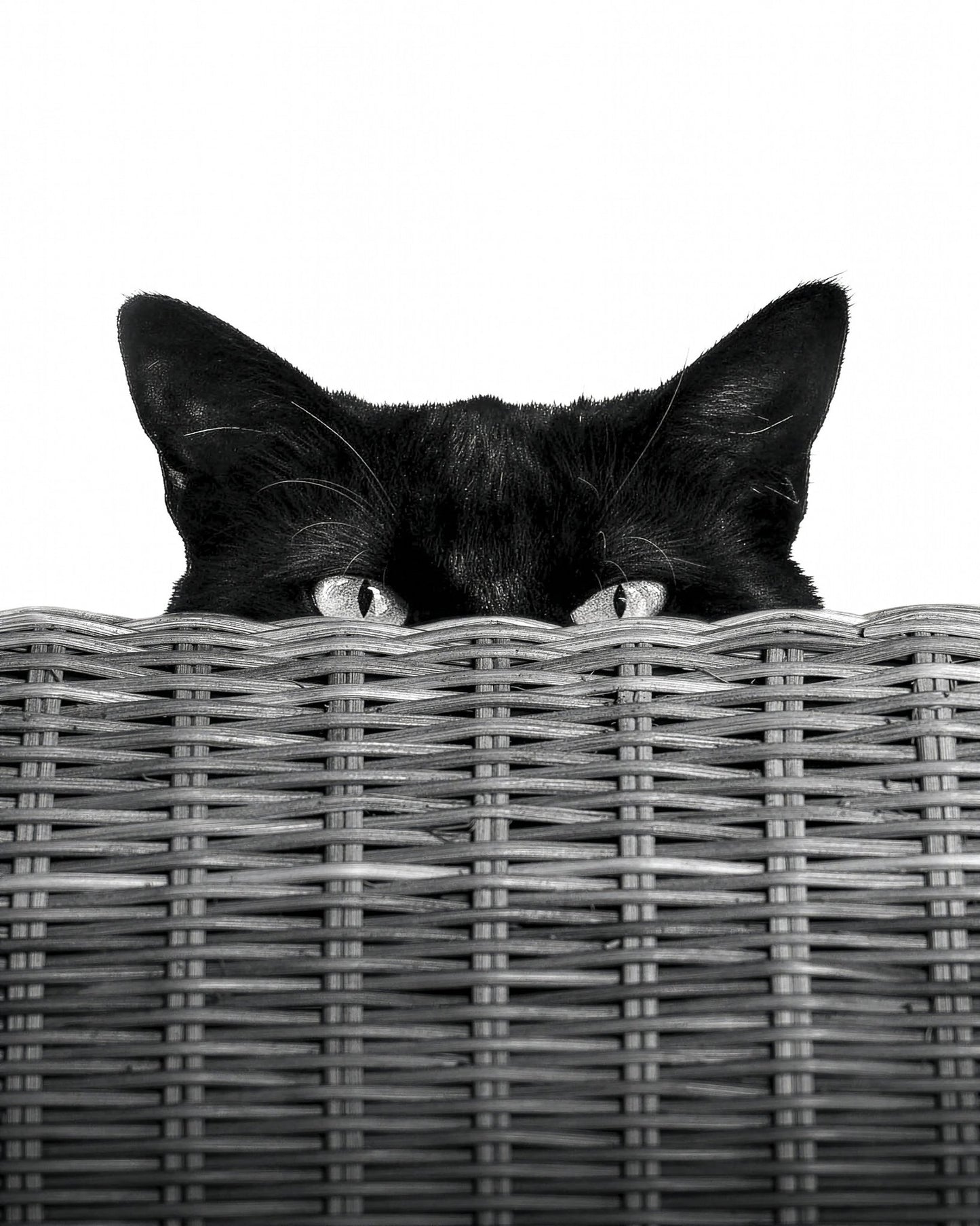 Curiosity Black Cat