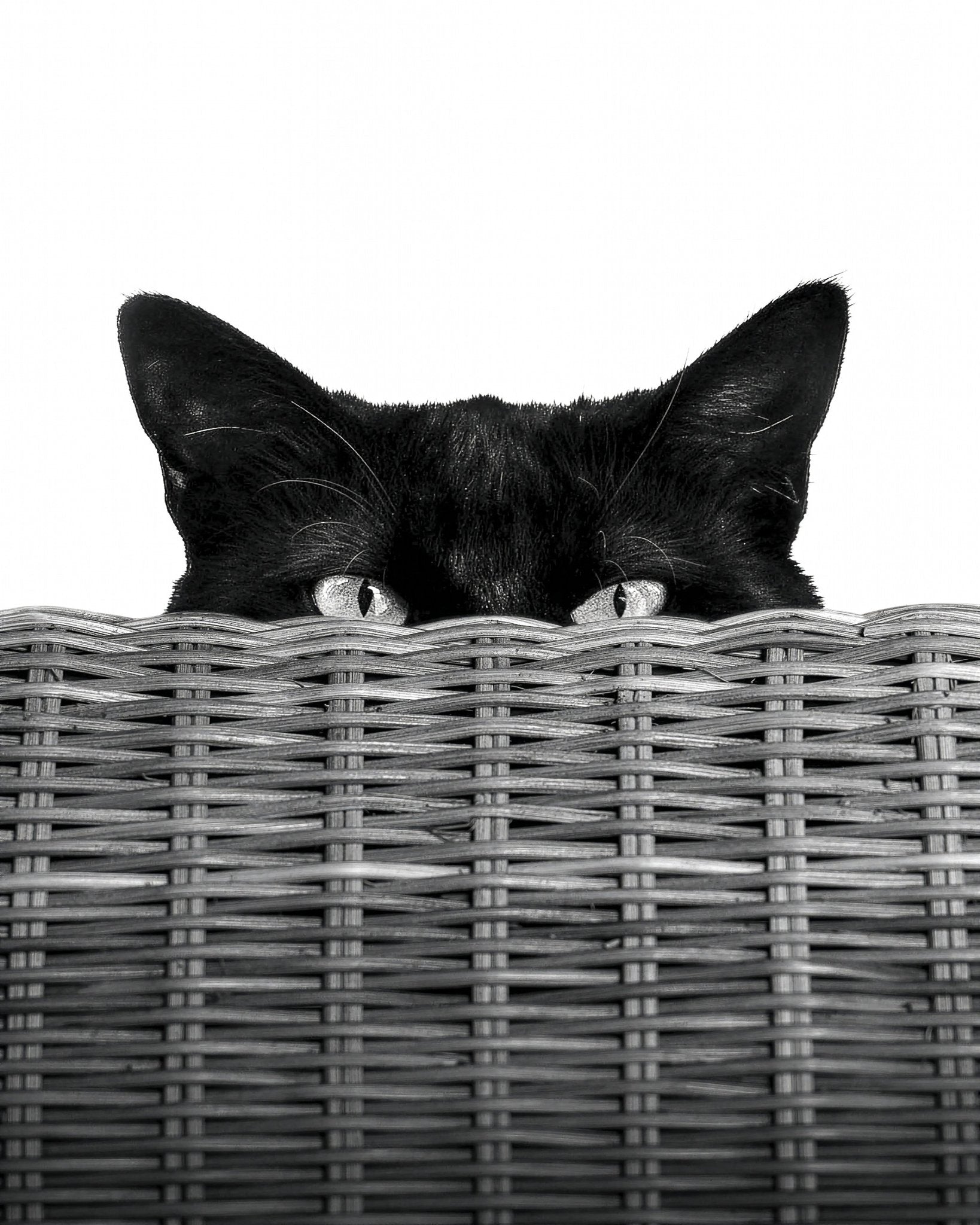 Curiosity Black Cat