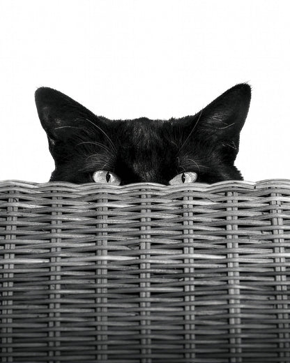 Curiosity Black Cat