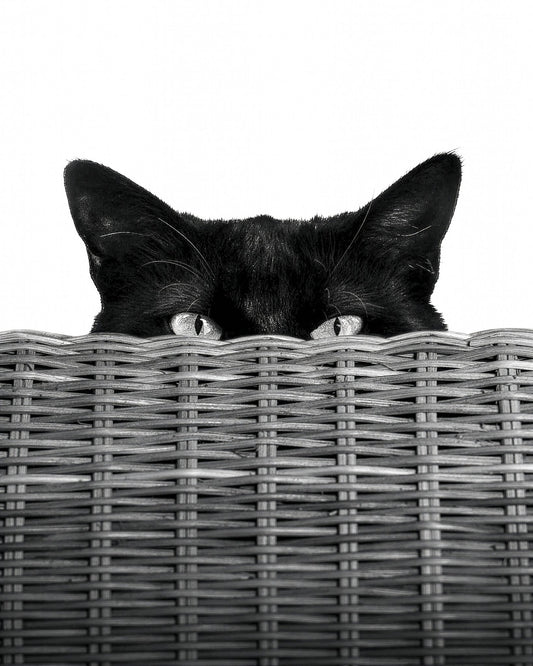 Curiosity Black Cat