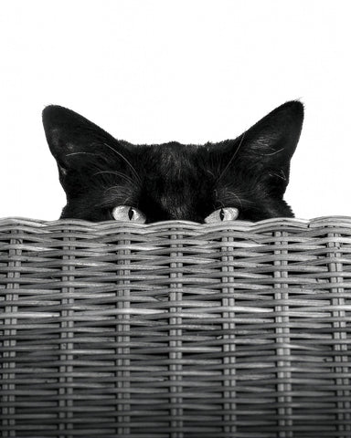 Curiosity Black Cat