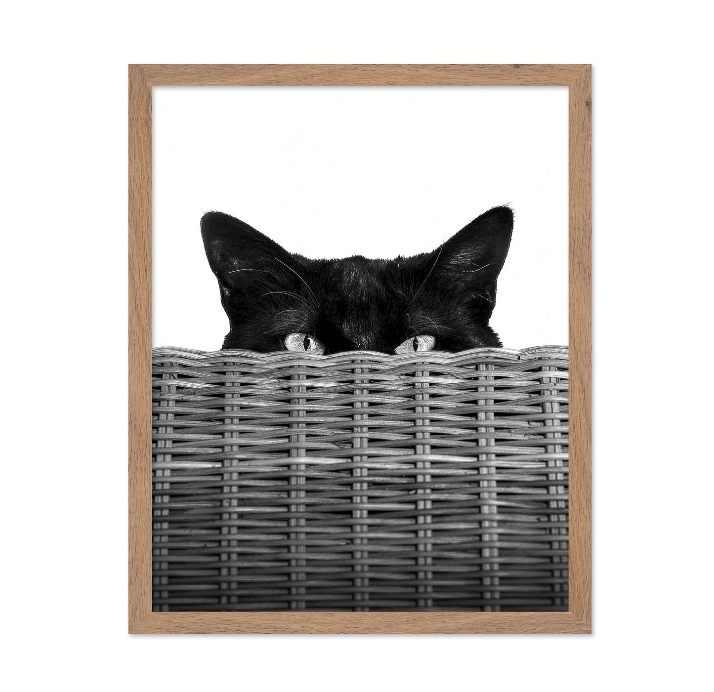 Curiosity Black Cat