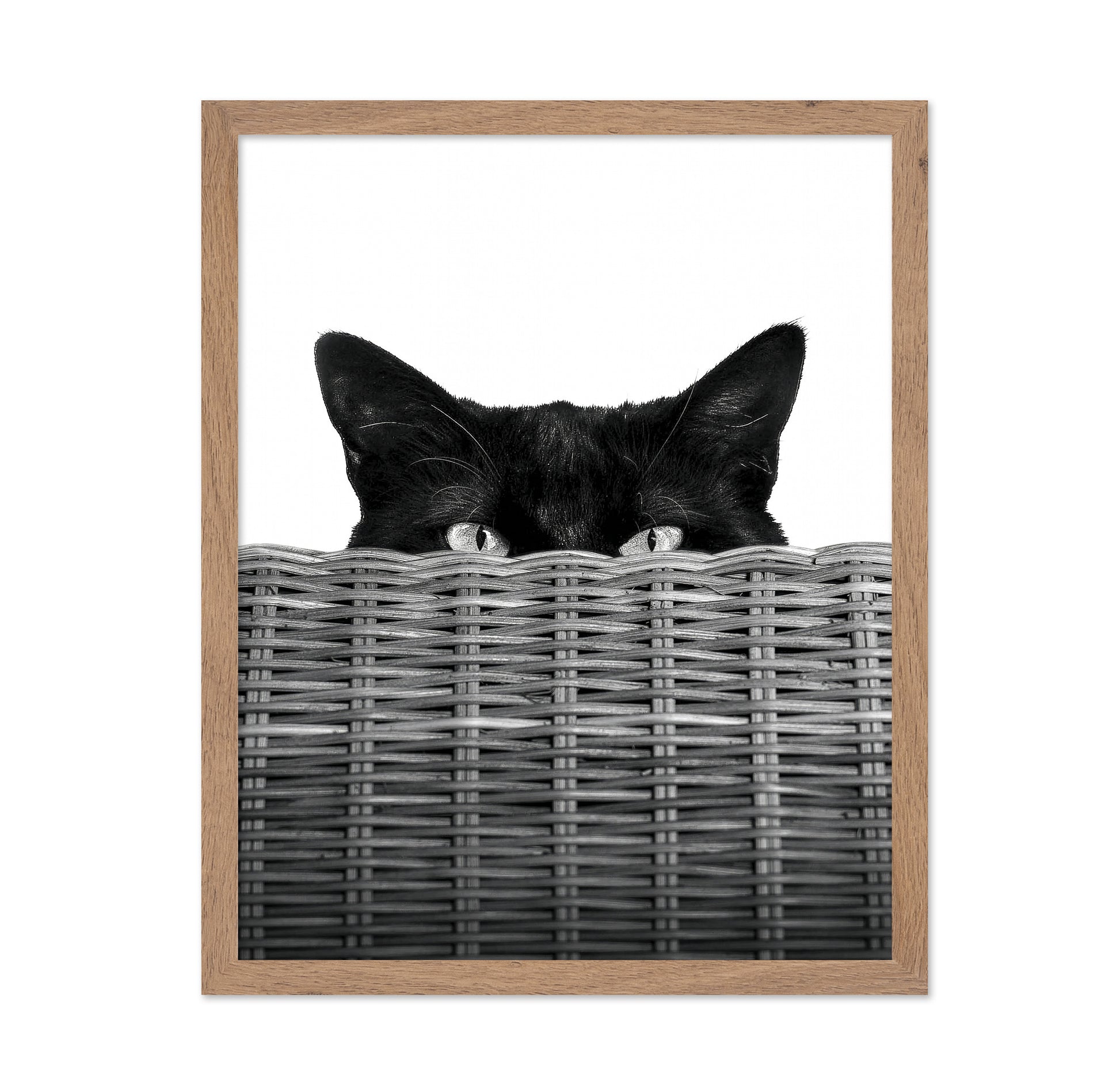 Curiosity Black Cat